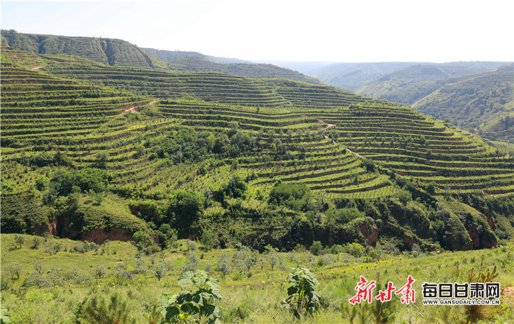 2018年7月24日,正宁县周家镇燕家万亩苗林培育工程。 张昶昶 摄