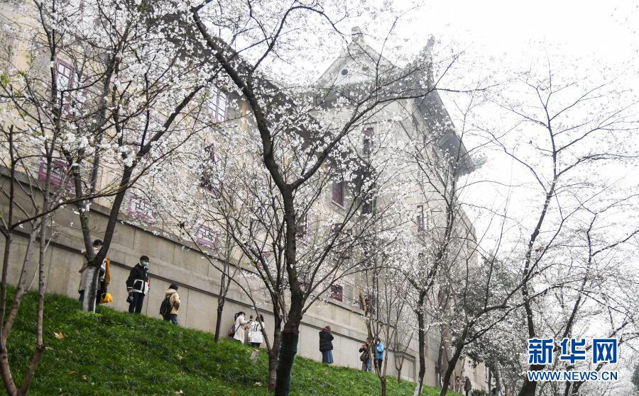 组图：武汉大学开始接待预约游客赏樱！去看最美丽的樱花这样的春天才是最美(图1)