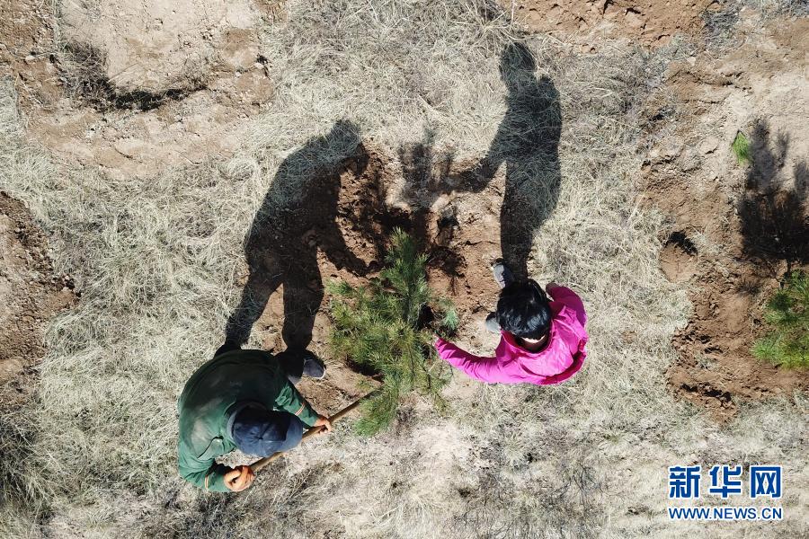 3月11日，在平凉市崆峒区白水镇焦庄村北山，张文玉（右）现场指导工人种植油松（无人机照片）。新华社记者 范培珅 摄