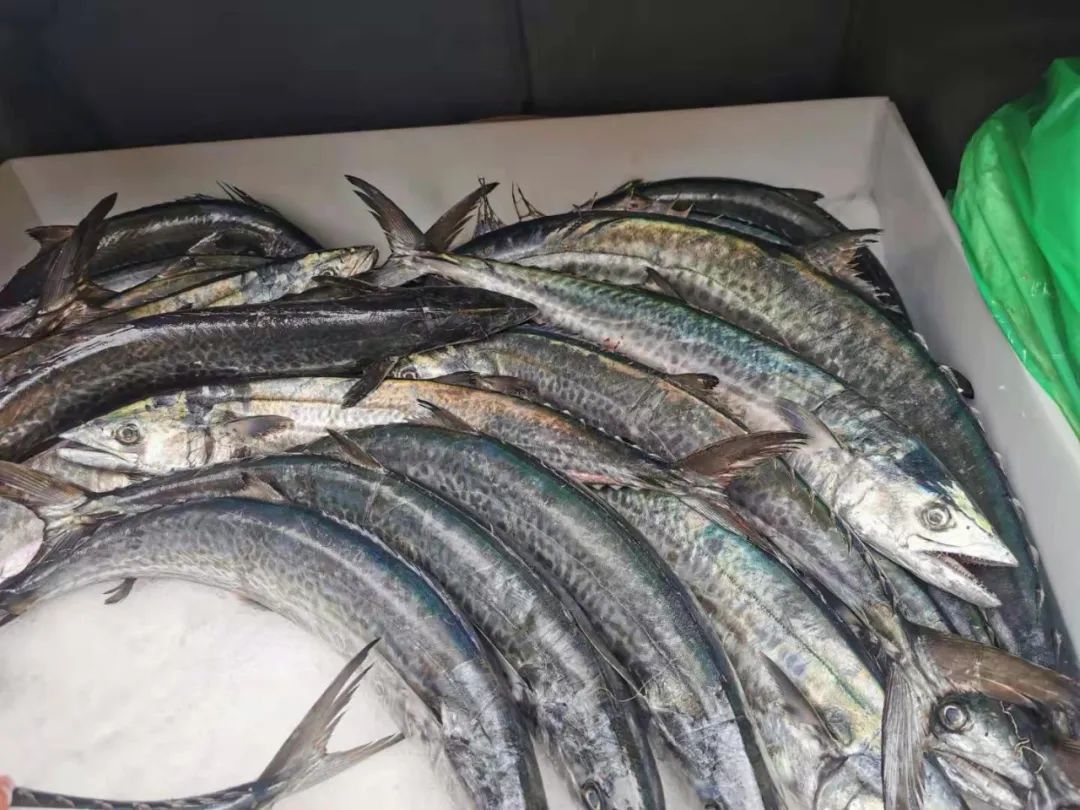 3月7日早上，咸祥菜场终于出现了正宗马鲛鱼。干科峰/摄
