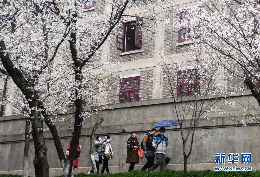 组图：武汉大学开始接待预约游客赏樱！去看最美丽的樱花这样的春天才是最美(图4)