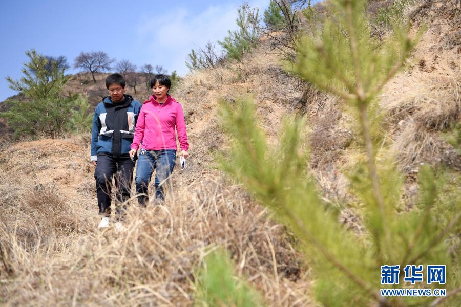 3月11日，在平凉市崆峒区白水镇焦庄村北山，张文玉（右）和同事查看油松栽植情况。新华社记者 范培珅 摄