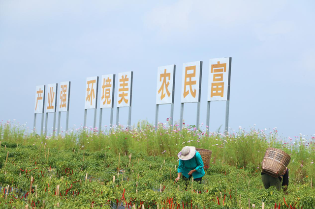 荣昌吴家镇双流村农户在核桃村的辣椒生产基地采摘辣椒。李帛尧 摄