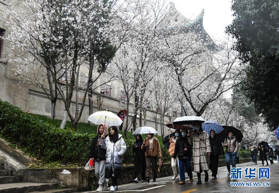 组图：武汉大学开始接待预约游客赏樱！去看最美丽的樱花这样的春天才是最美(图2)