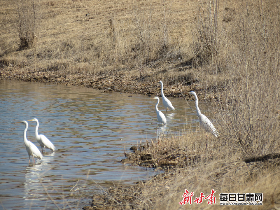 春江水暖"鸟"先知 张掖临泽流沙河迎大批北迁"精灵"