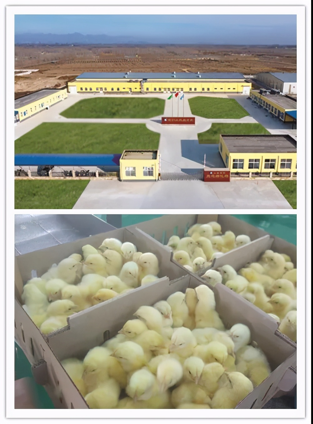 兰宝种畜禽繁育公司安装高智能单体式孵化机24台及配套全自动人工智能孵化附属设备,