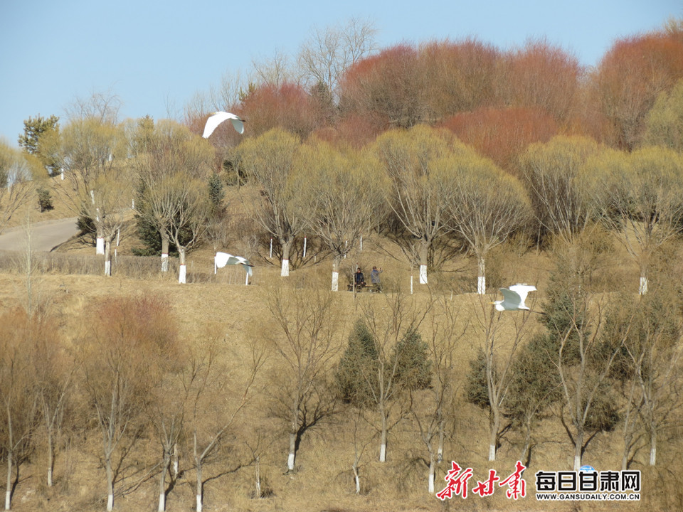 春江水暖"鸟"先知 张掖临泽流沙河迎大批北迁"精灵"