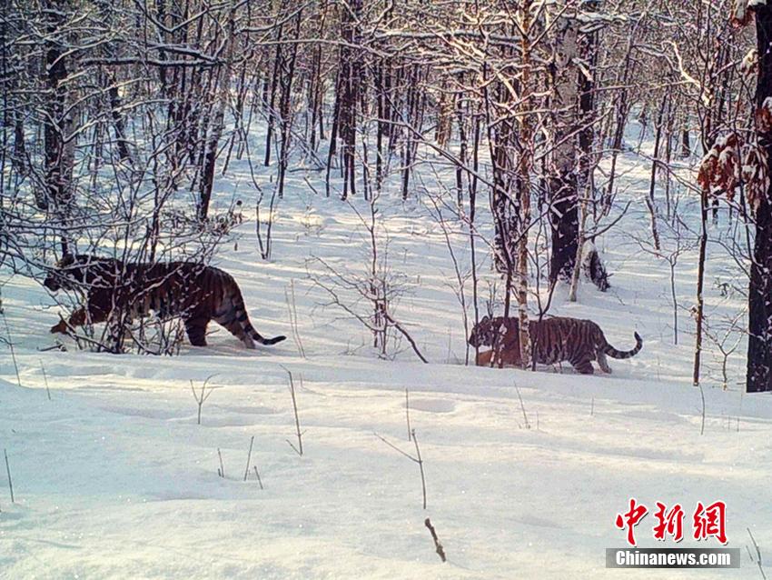 观察一会儿后，两只老虎继续向前走。谷宝臣供图