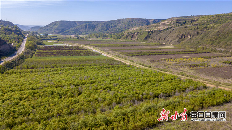 2020年5月12日,航拍西峰区肖金镇纸坊村千亩苗木基地。陈飞 摄