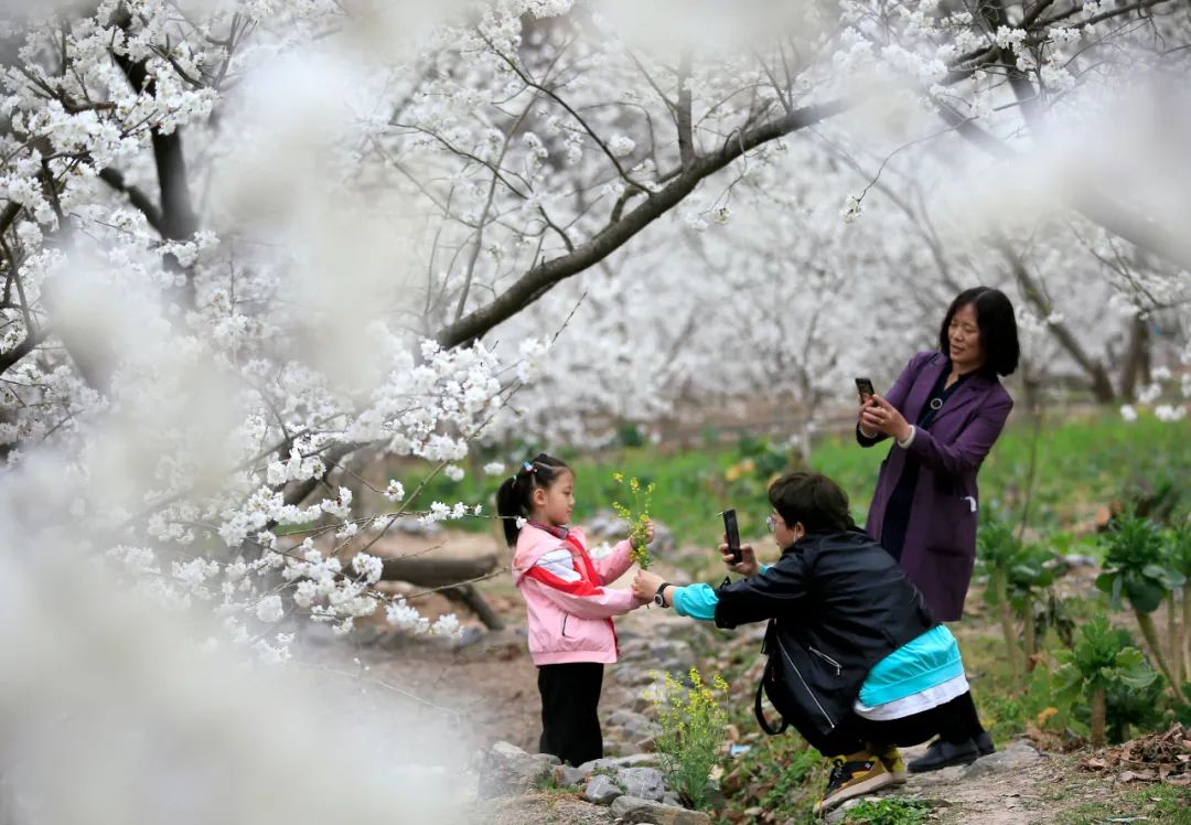 樱桃千万枝照耀如雪天 陇南浪漫花海喊你来逛!