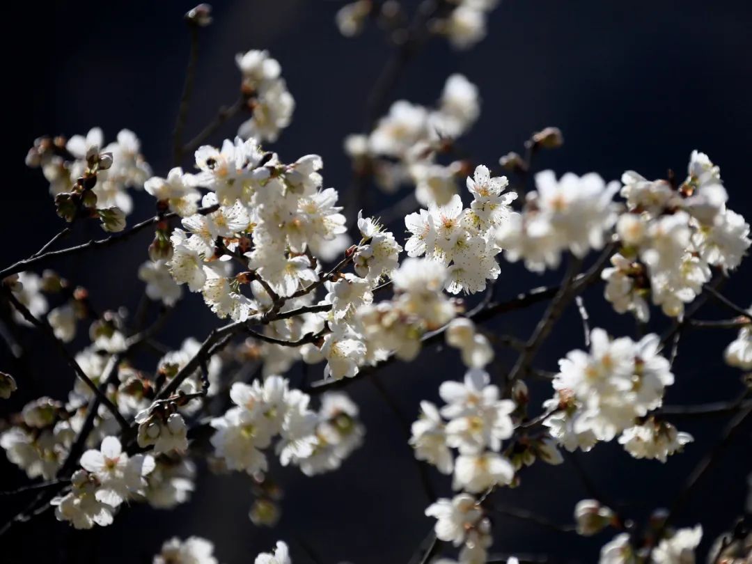 樱桃千万枝照耀如雪天 陇南浪漫花海喊你来逛!
