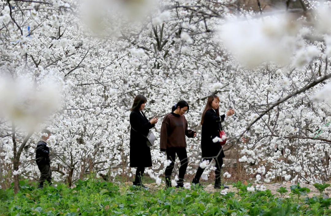 樱桃千万枝照耀如雪天 陇南浪漫花海喊你来逛!