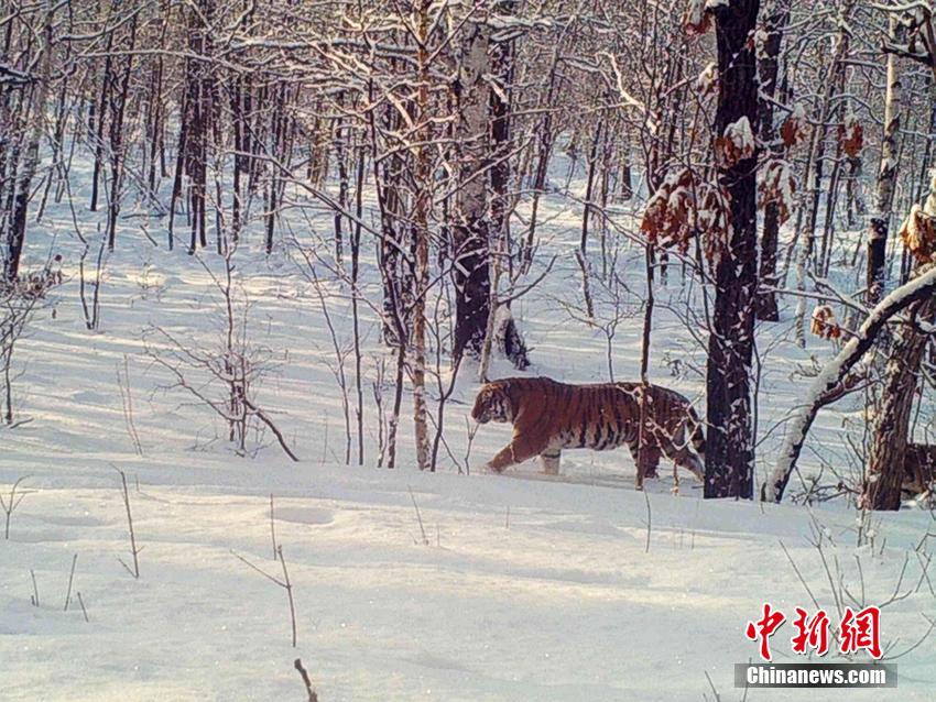 一只东北虎穿过雪地，后面紧跟着一只小老虎。谷宝臣供图