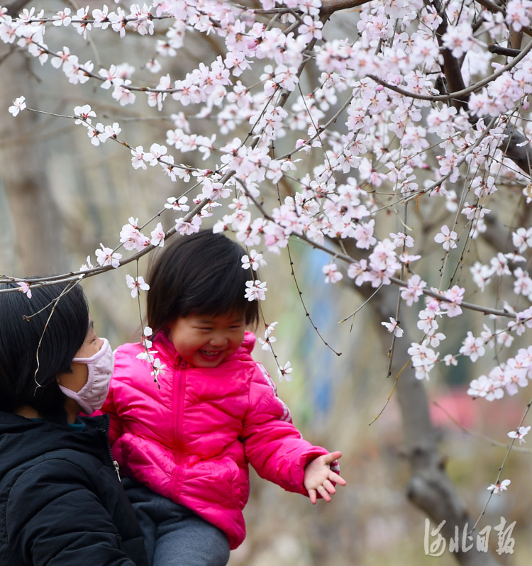 2021年3月11 日，市民在河北省邢台市南和区人民公园观赏山桃花。