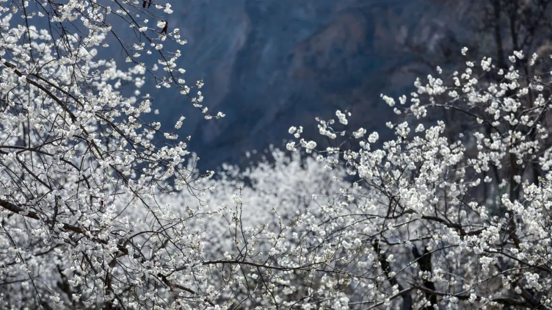 樱桃千万枝照耀如雪天 陇南浪漫花海喊你来逛!
