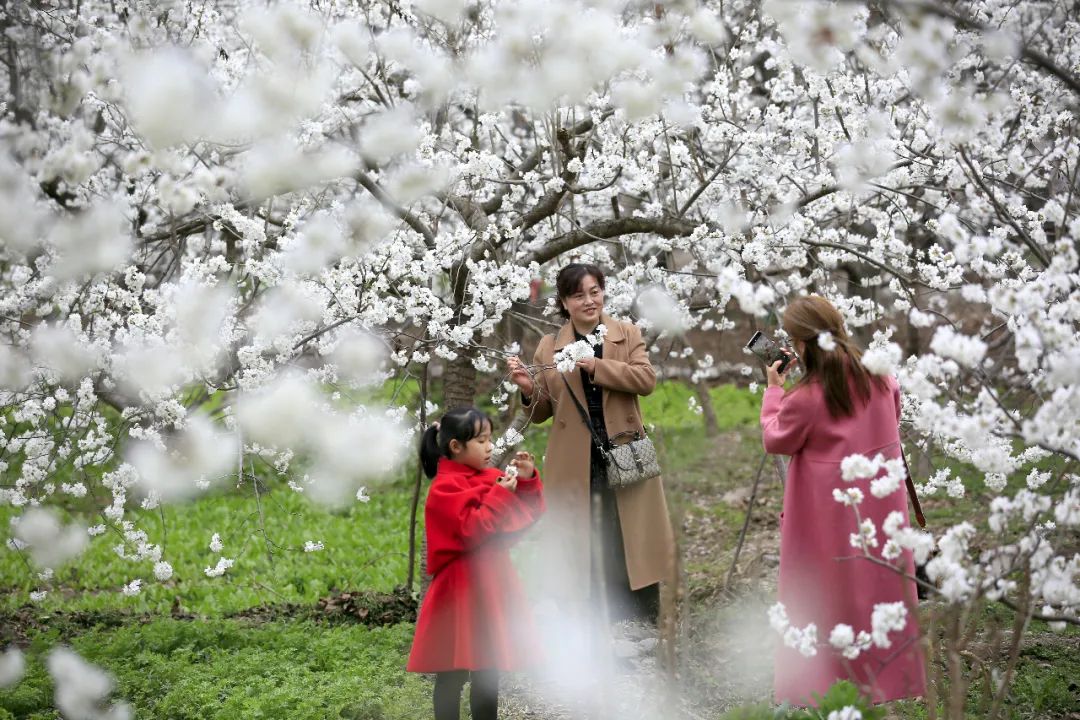 樱桃千万枝照耀如雪天 陇南浪漫花海喊你来逛!