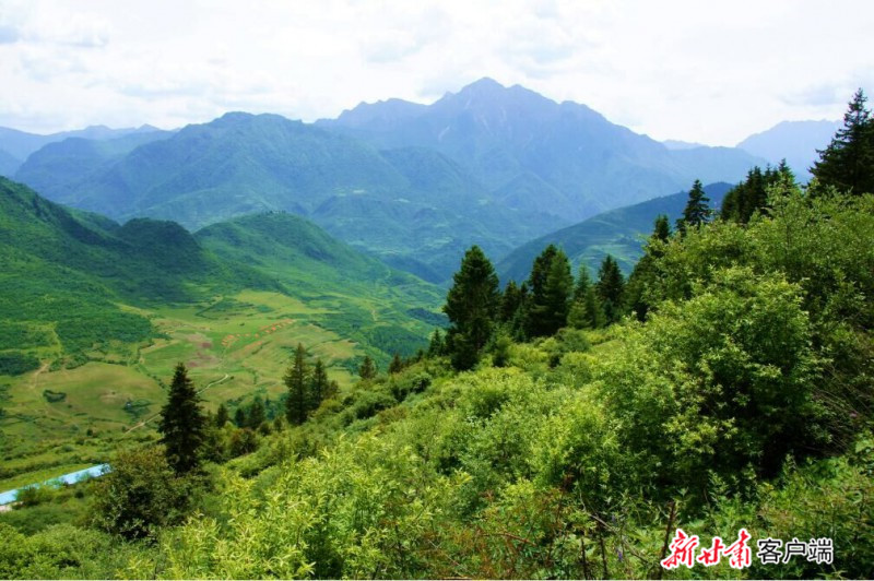 绿意盎然的舟曲林区 新甘肃·甘肃日报通讯员 刘江林 摄