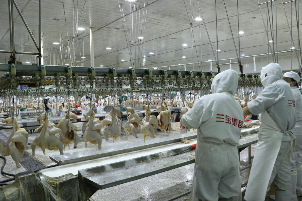 兰宝牧业屠宰厂:年屠宰加工肉鸡1800万只,拥有千吨冷库2座,产苹被