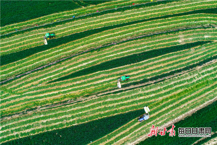 2019年9月27日,环县牧草收割。张永鑫 摄
