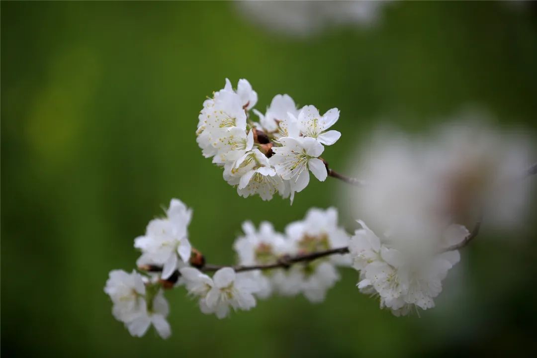 樱桃千万枝照耀如雪天 陇南浪漫花海喊你来逛!