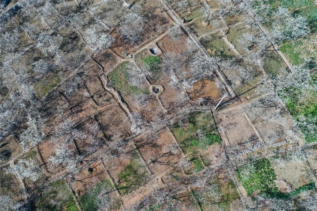 樱桃千万枝照耀如雪天 陇南浪漫花海喊你来逛!