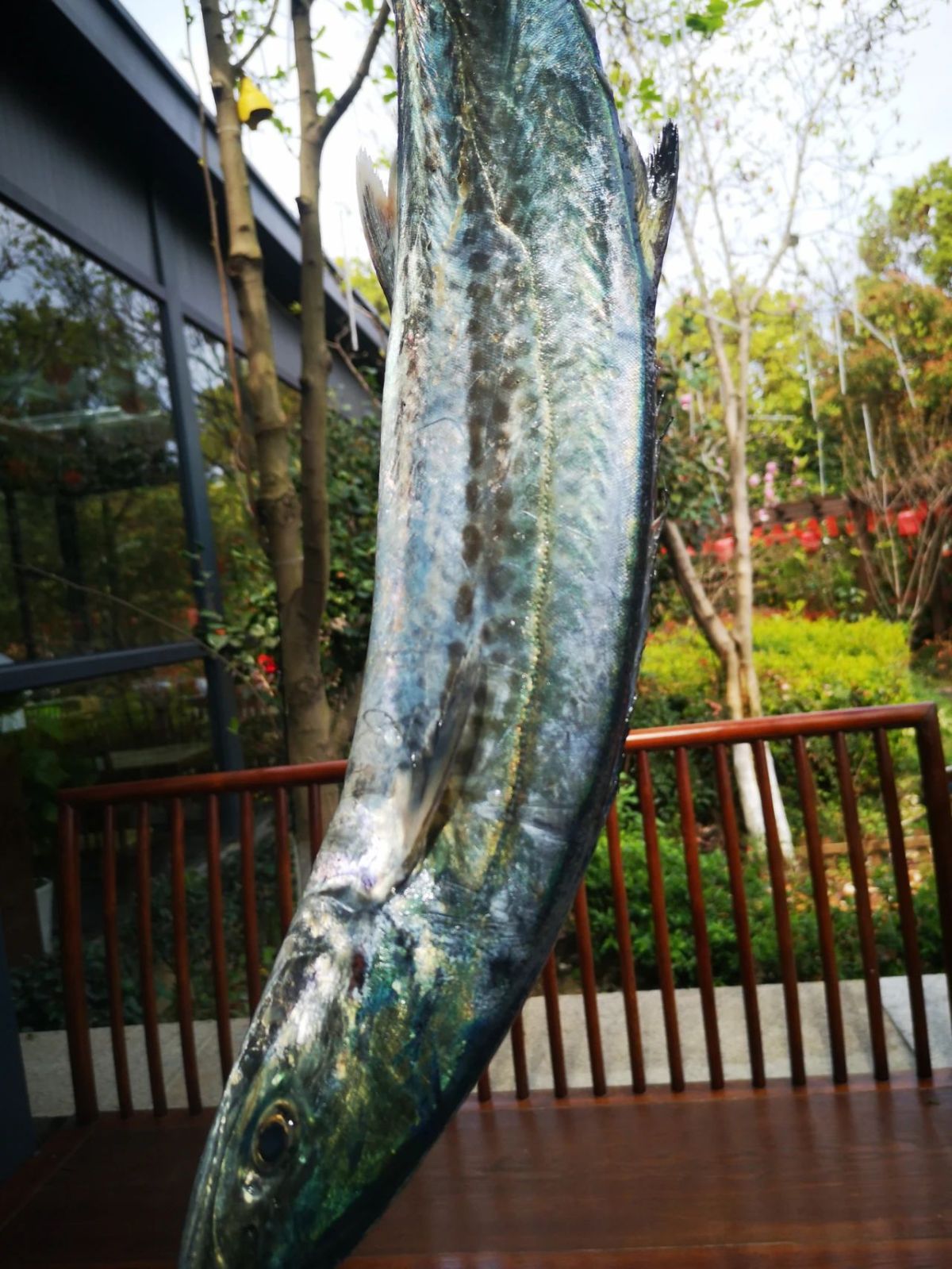 每公斤270元！宁波人最爱吃的蓝点马鲛鱼上市了