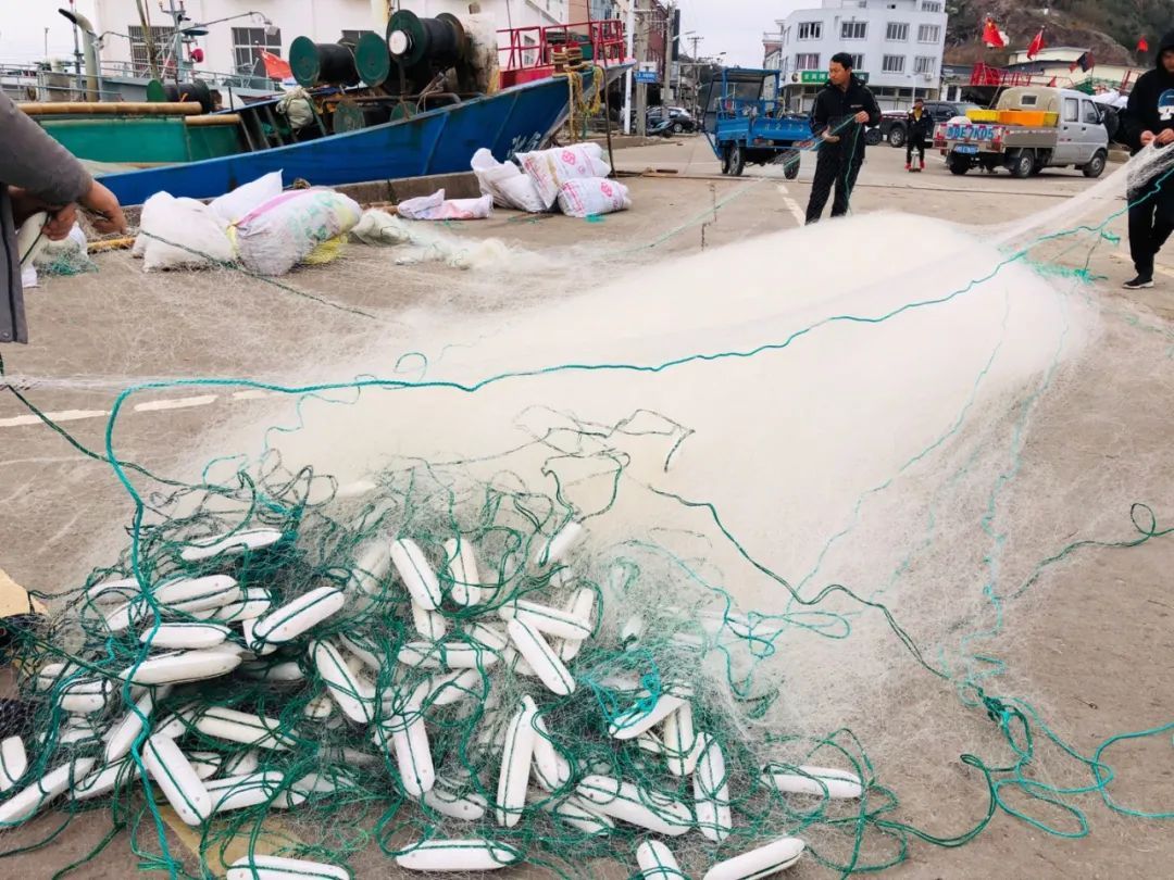 每公斤270元！宁波人最爱吃的蓝点马鲛鱼上市了