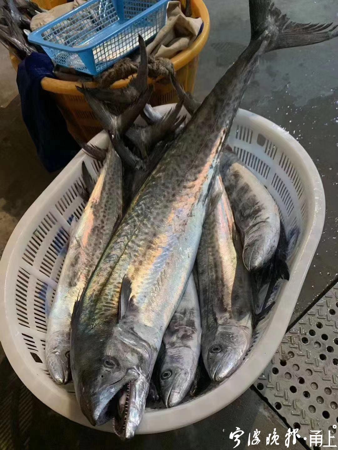 每公斤270元！宁波人最爱吃的蓝点马鲛鱼上市了