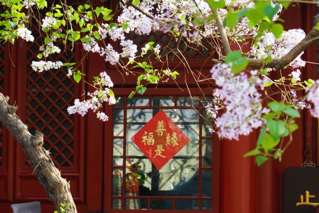 春天，与你共赴京城四大“花事”