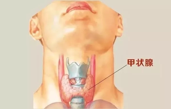 耳朵上甲状腺位置图片图片