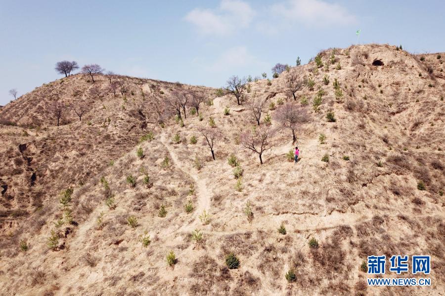3月11日，在平凉市崆峒区白水镇焦庄村北山，张文玉在山坡上查看栽植的油松（无人机照片）。新华社记者 范培珅 摄