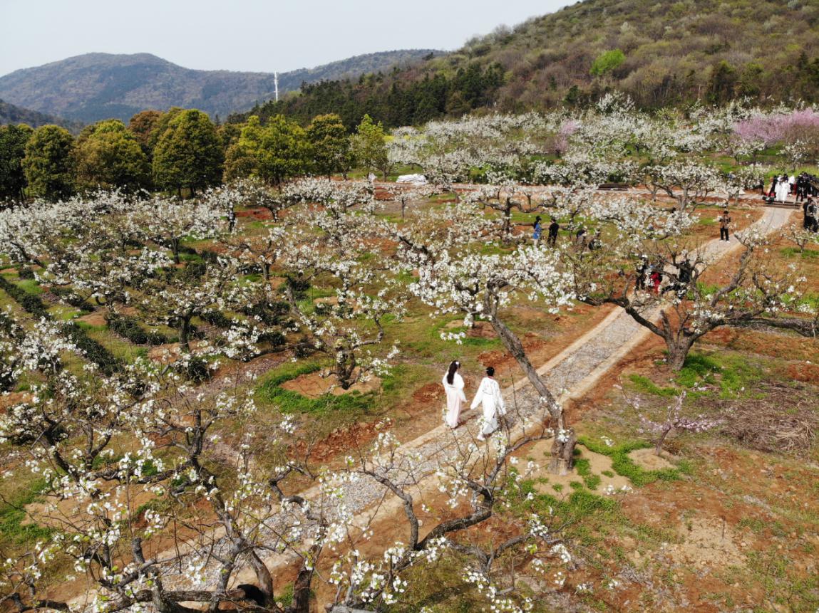 2021合肥庐江首届白湖梨花节即将开幕
