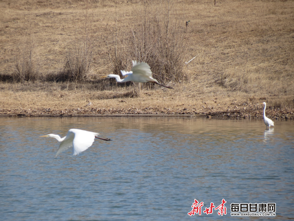 春江水暖"鸟"先知 张掖临泽流沙河迎大批北迁"精灵"