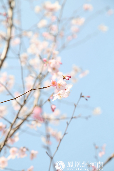 鹤壁有樱花，最美在淇滨！