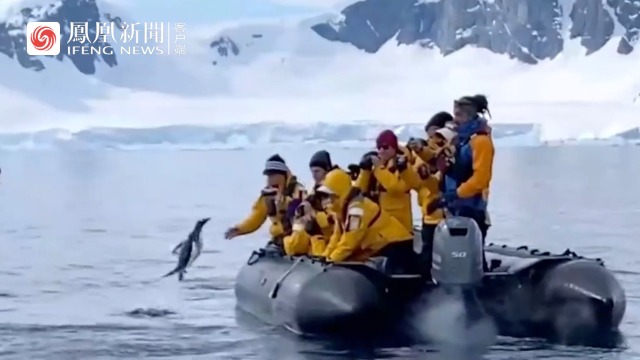 真虎口脱险：企鹅为逃脱虎鲸捕食跳上游船
