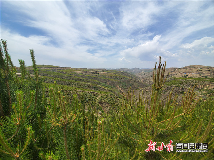2020年5月21日,华池县乔河乡火石沟门村苗林开发示范点苗木郁郁葱葱。郑朝静 摄