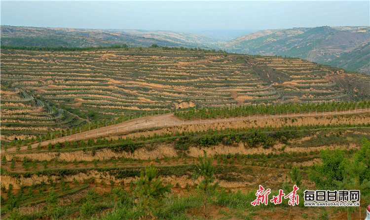 2020年5月20日,正宁县周家镇大璋村万亩生态造林示范片营造人工林10700亩。陈飞 摄