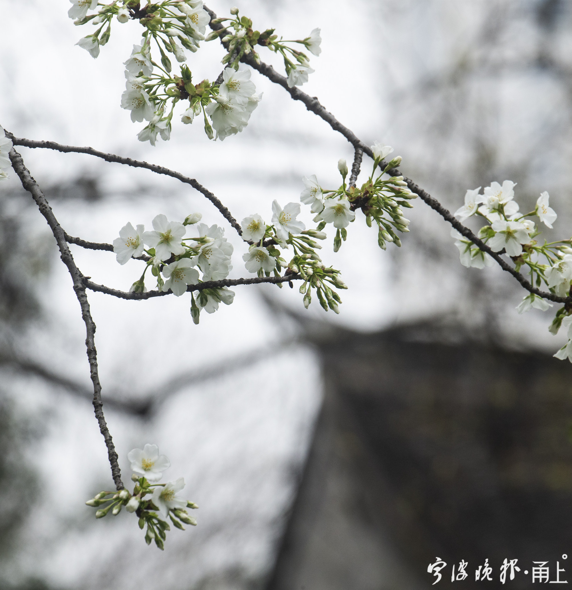春天鸟语花香景色大图 搜狗图片搜索
