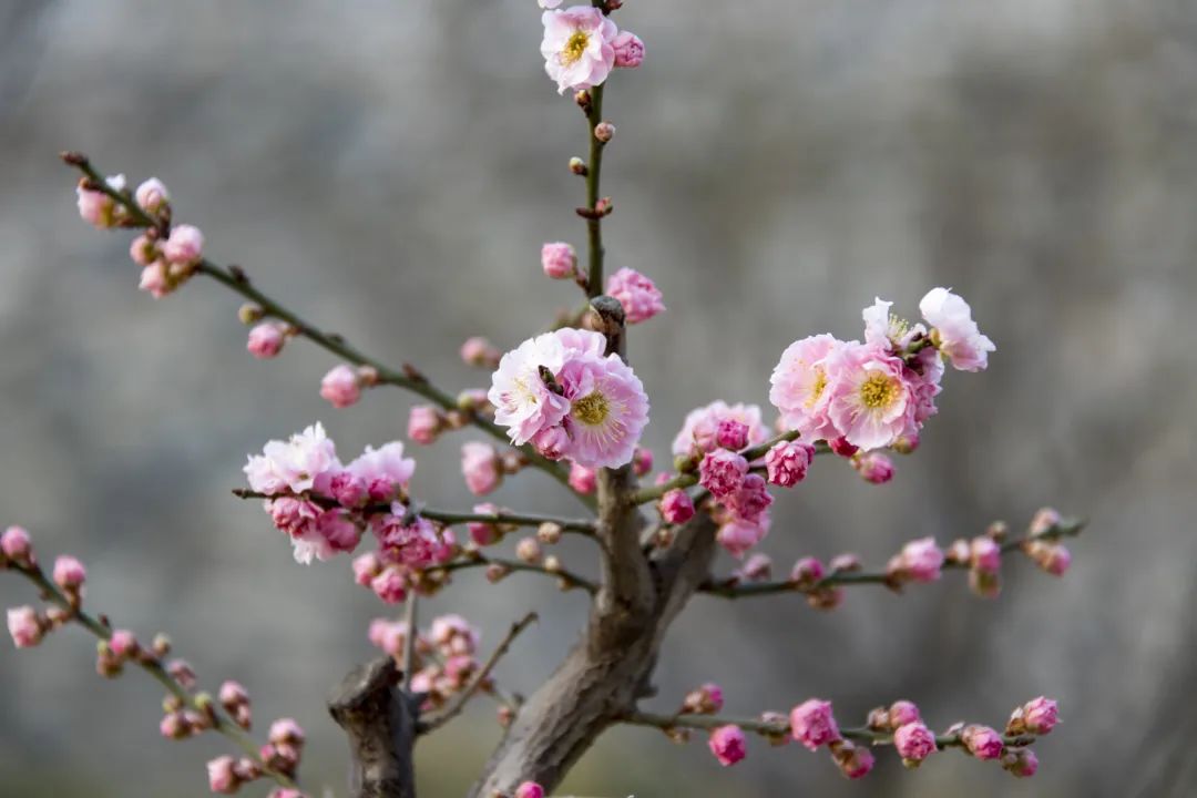 春天，与你共赴京城四大“花事”