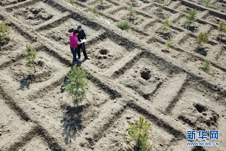 3月11日，在平凉市崆峒区白水镇焦庄村北山，张文玉（左）和同事讨论植树造林细节（无人机照片）。新华社记者 范培珅 摄