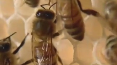 这种蜜蜂只用身体的分泌物来筑巢，是名副其实的环保家园