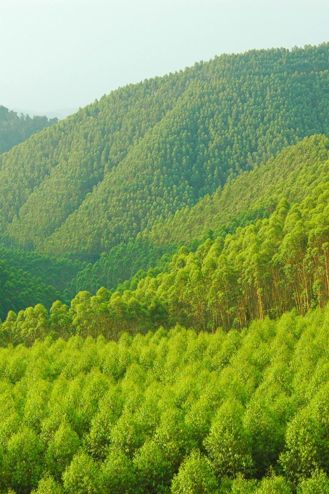 植树造林，如何改变中国？