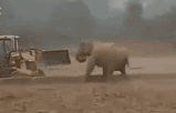 实拍：大象农田决斗挖掘机 怒顶机头互不相让