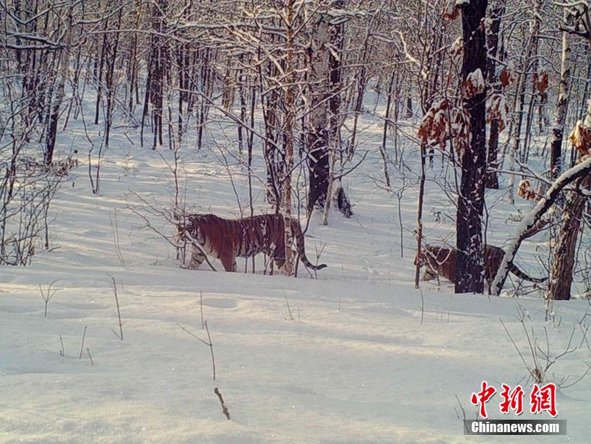 森林中雪很深，小老虎紧紧跟在妈妈后面，萌态十足。谷宝臣供图