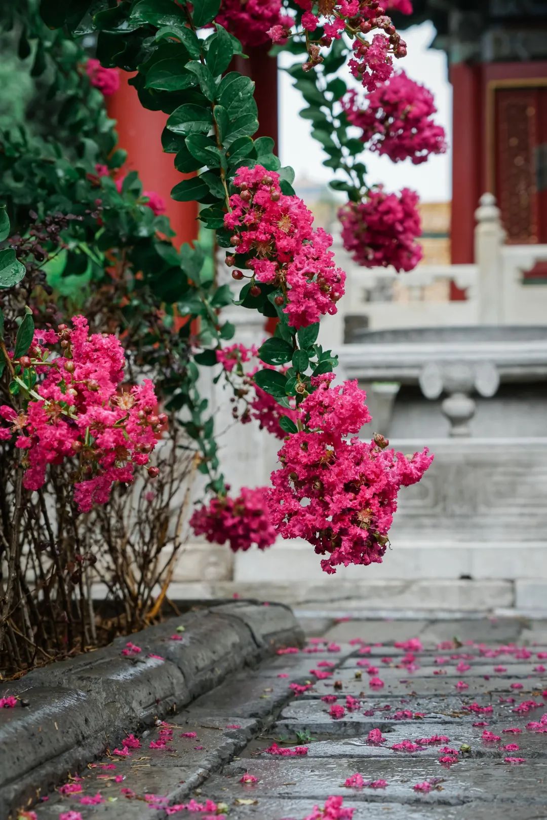 春天，与你共赴京城四大“花事”