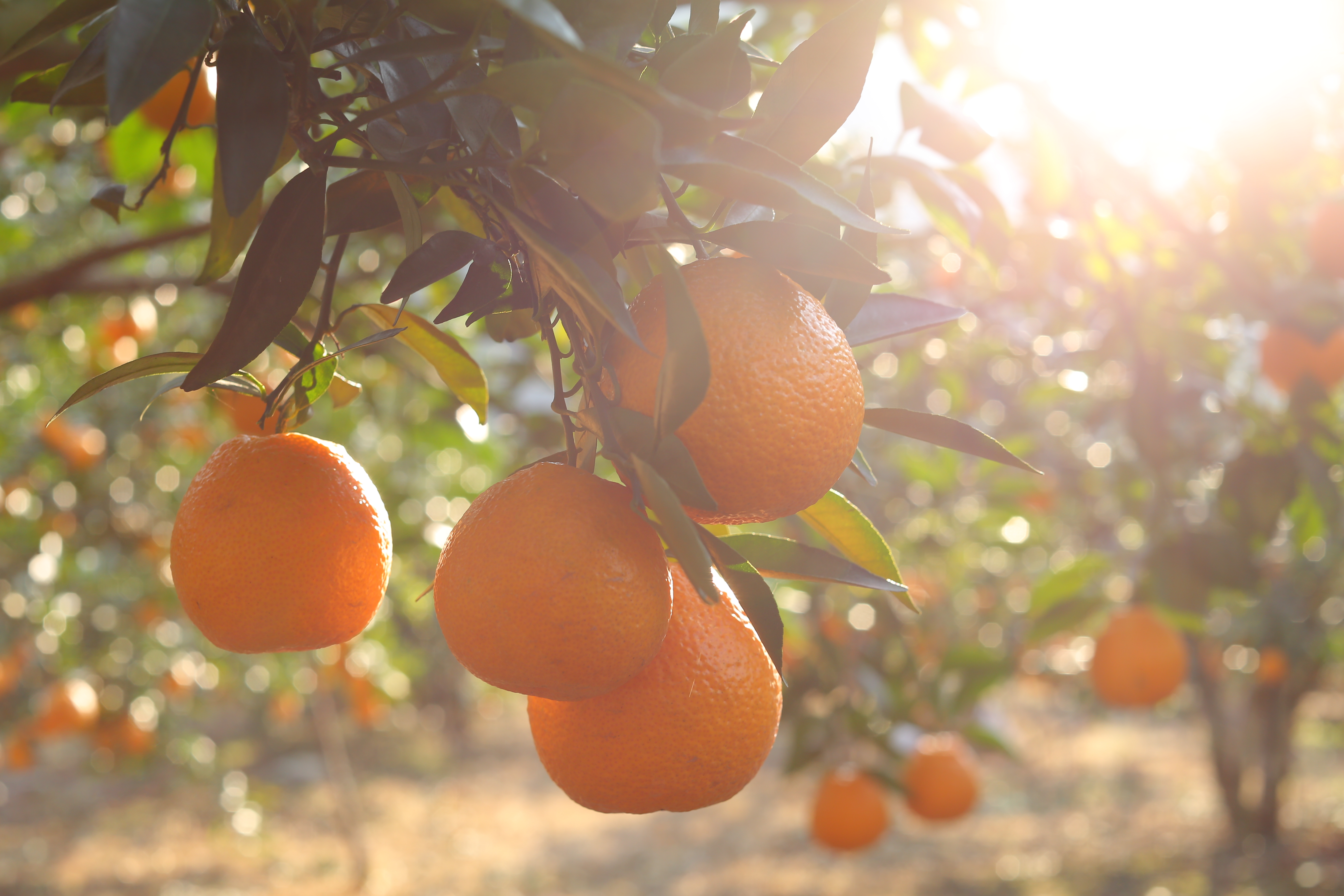 致敬奋斗女性石棉黄果柑线上发布会助力乡村振兴