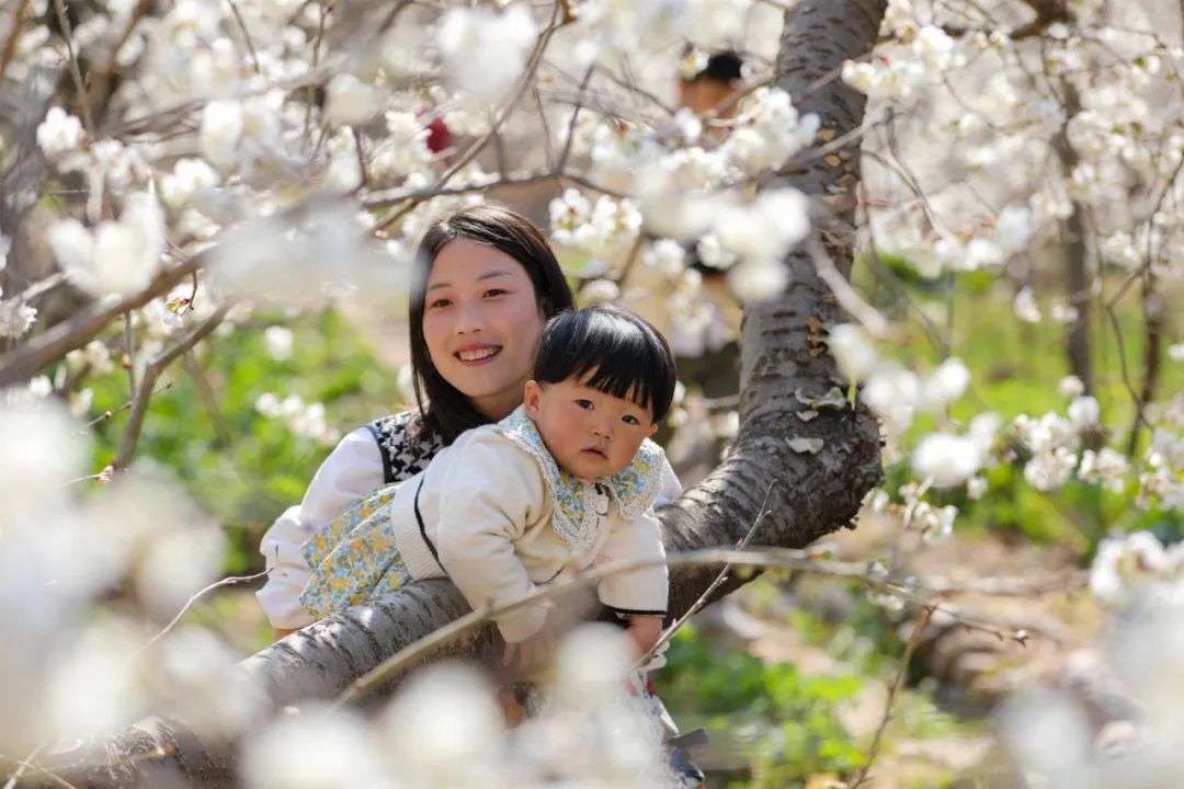 樱桃千万枝照耀如雪天 陇南浪漫花海喊你来逛!