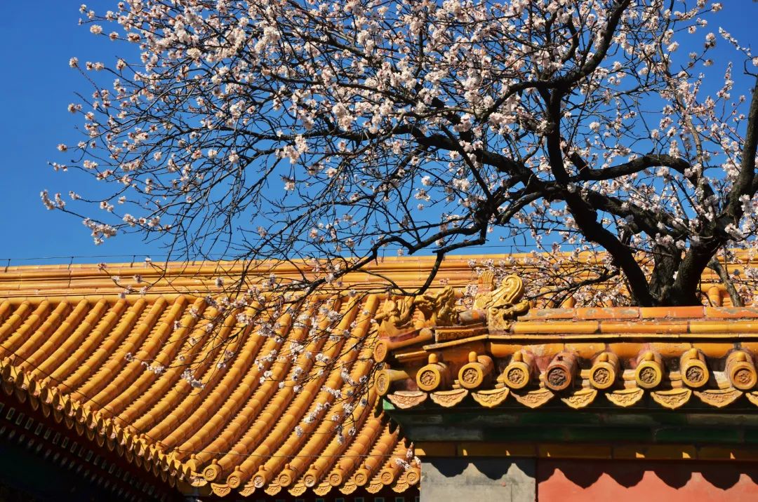 春天，与你共赴京城四大“花事”