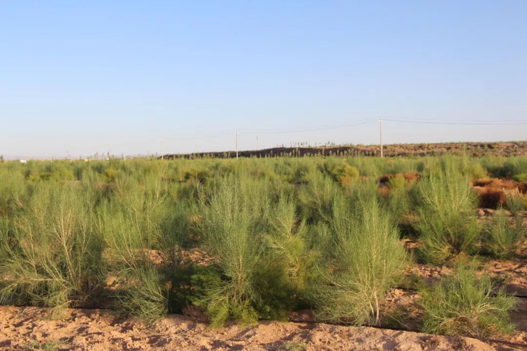 植树节，请听听这六个老汉的故事