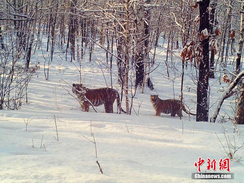 吉林省珲春市参农谷宝臣安装在参地的监控摄像头，在2月7日记录下一只东北虎妈妈“带娃遛弯”的珍贵瞬间。2017年至2019年，东北虎豹国家公园共监测到新繁殖东北虎幼崽10只、东北豹幼崽7只。谷宝臣供图